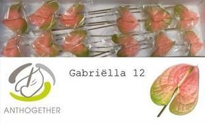 ANTHU AVO GABRIELLA X10